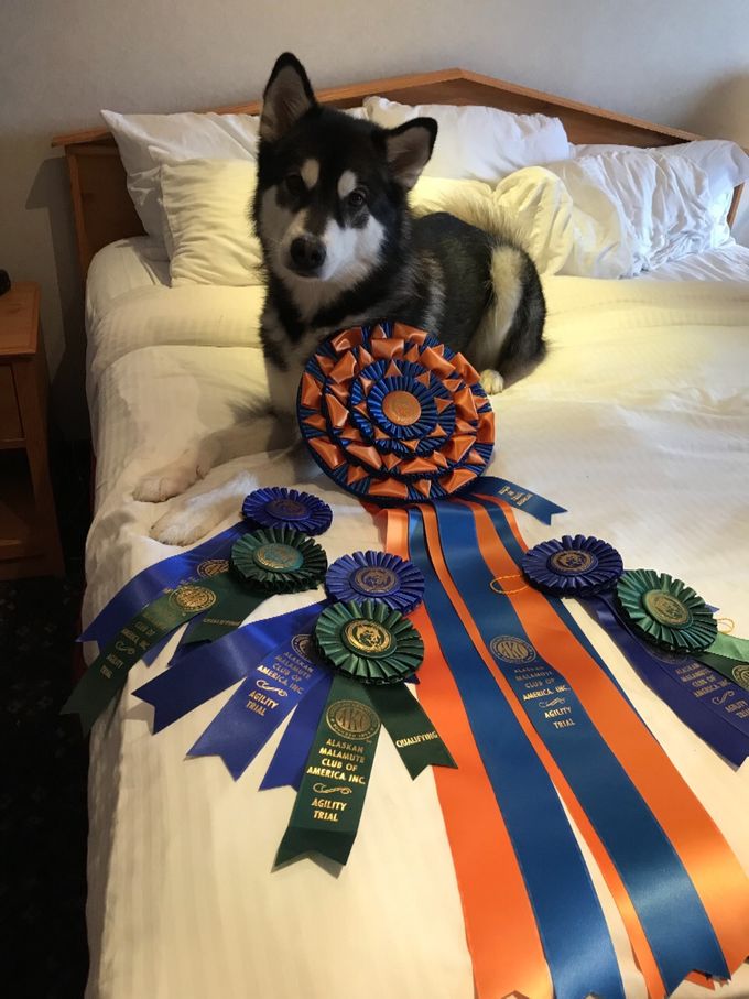 Enda’s results from the Alaskan Malamute National agility Trial October 2017 - three first places and a high in Trial! 