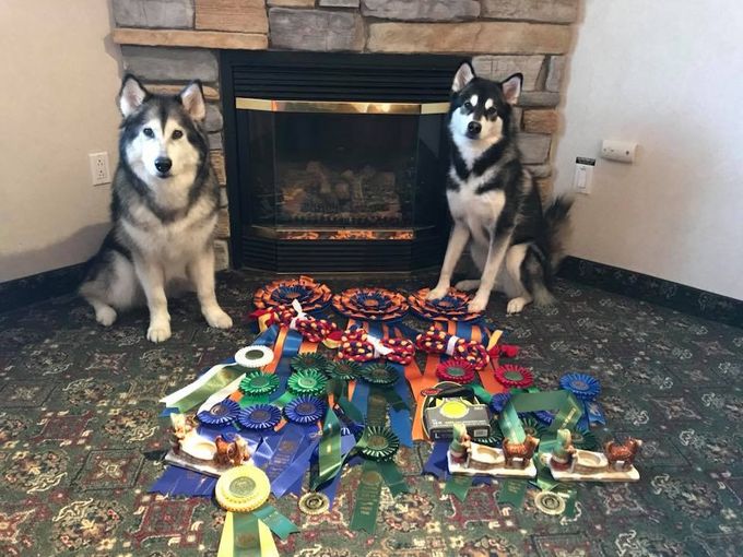 What an amazing week we had at the Alaskan Malamute Club of America National! 

Layla : Agility: two QQs, four 1st places, two High in Trials and 77 PACH points. Obedience: no Qs but *really* did well (Open A). Rally: new Rally Advanced title plus a bumper leg with a 4th place. 

Enda: Weight Pull: two WWPD legs and two 1st places in her weight class. Agility: three 1st places (STD, JWW & T2B) and High in Trial. Obedience: two beginner novice legs with 2nd places. Rally: new Rally Novice title with placements AND she qualified for the rally nationals for having three high scores! (93, 95 and 98)