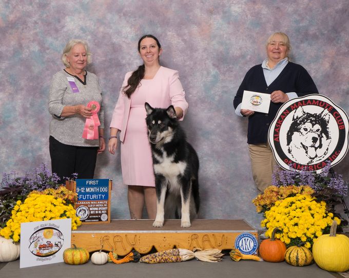 Otter won his class in the 2021 Futurity Stakes at the Alaskan Malamute Club of America National Specialty 